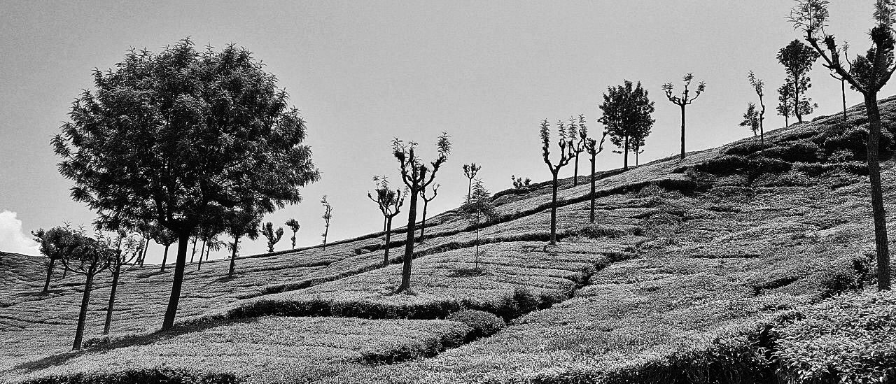 tea-estate2bw