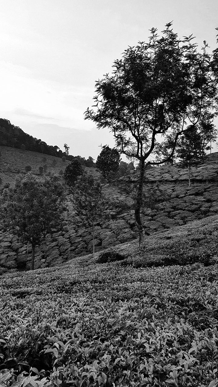 tea-estatebw